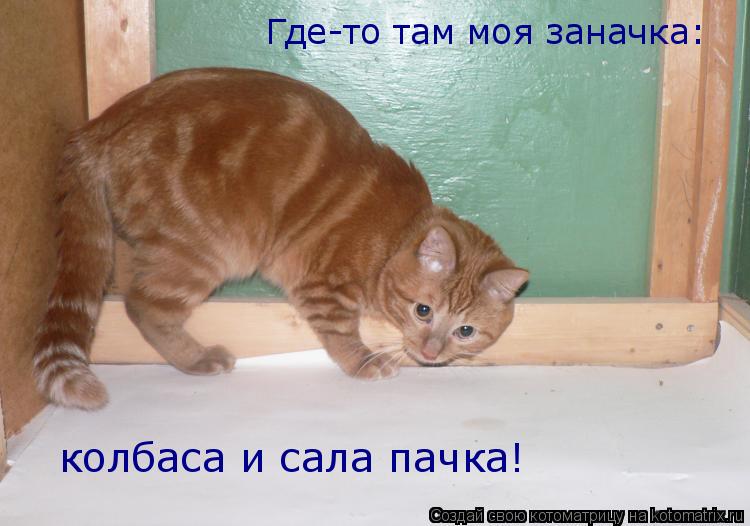 Котоматрица: Где-то там моя заначка: колбаса и сала пачка!
