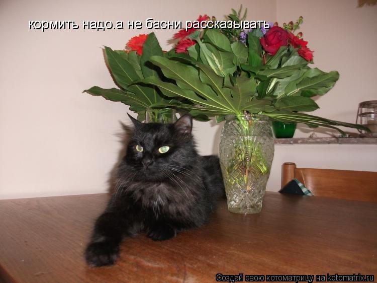 Котоматрица: кормить надо.а не басни рассказывать