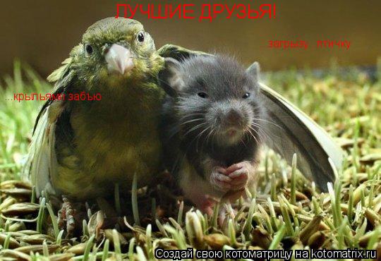 Котоматрица: ЛУЧШИЕ ДРУЗЬЯ!    ...крыльями забъю ...загрызу...птичку