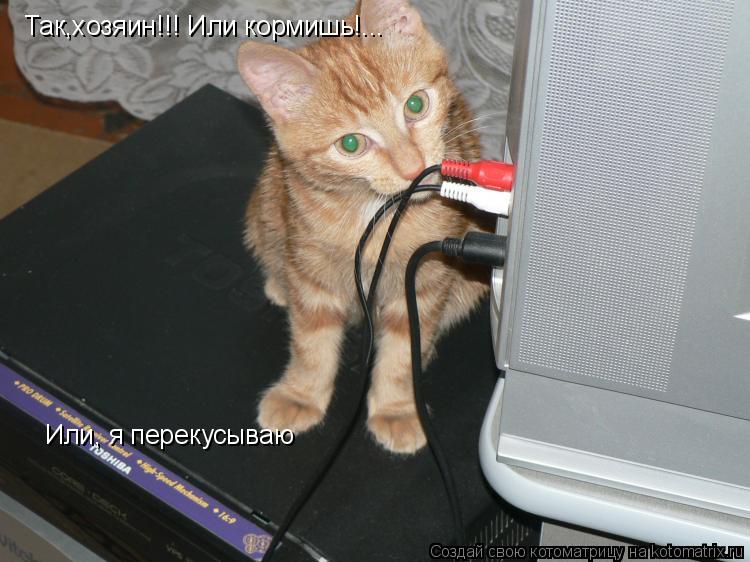 Котоматрица: Так,хозяин!!! Или кормишь!... Или, я перекусываю