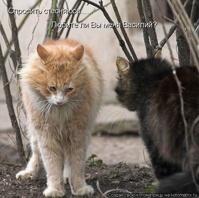 Котоматрица: Спросить стесняюсь...... Любите ли Вы меня Василий?