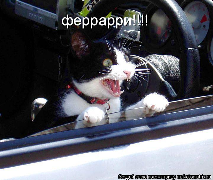 феррарри!!!!... Котоматрица: феррарри!!!!