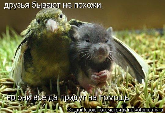 друзья бывают не похожи, но они всегда придут на помощь... Котоматрица: друзья бывают не похожи, но они всегда придут на помощь