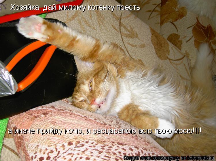 Хозяйка, дай милому котёнку поесть а иначе прийду ночю, и расцарапою всю твою мосю!!!!... Котоматрица: Хозяйка, дай милому котёнку поесть а иначе прийду ночю, и расцарапою всю твою мосю!!!!