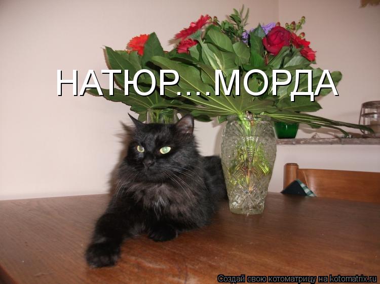 НАТЮР....МОРДА... Котоматрица: НАТЮР....МОРДА