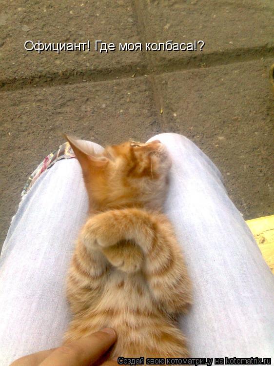 Официант! Где моя колбаса!?... Котоматрица: Официант! Где моя колбаса!?