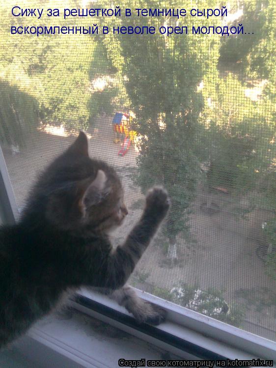 Сижу за решеткой в темнице сырой вскормленный в неволе орел молодой...... Котоматрица: Сижу за решеткой в темнице сырой вскормленный в неволе орел молодой...