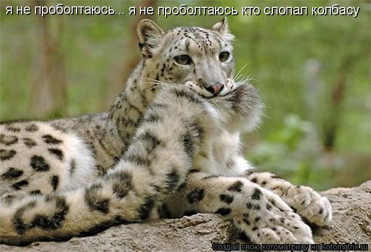 я не проболтаюсь... я не проболтаюсь кто слопал колбасу... Котоматрица: я не проболтаюсь... я не проболтаюсь кто слопал колбасу