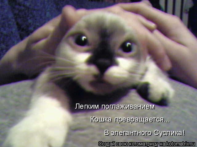 Котоматрица: Легким поглаживанием Кошка превращается... В элегантного Суслика!
