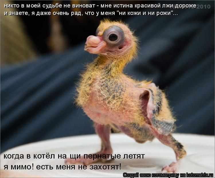 Котоматрица: никто в моей судьбе не виноват - мне истина красивой лжи дороже и знаете, я даже очень рад, что у меня "ни кожи и ни рожи"... когда в котёл на щи п