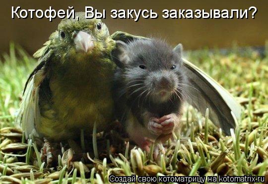 Котофей, Вы закусь заказывали?... Котоматрица: Котофей, Вы закусь заказывали?