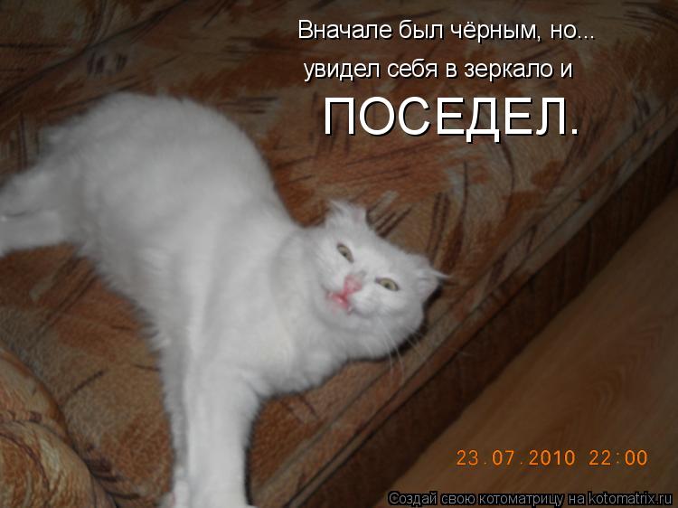 Котоматрица: Вначале был чёрным, но... увидел себя в зеркало и ПОСЕДЕЛ.