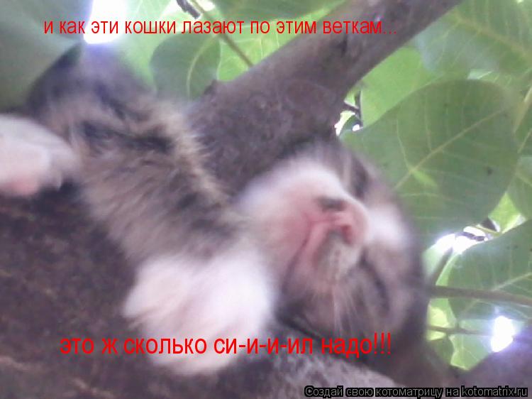 Котоматрица: и как эти кошки лазают по этим веткам... это ж сколько си-и-и-ил надо!!!