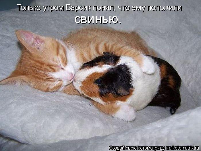 Котоматрица: Только утром Барсик понял, что ему положили свинью.