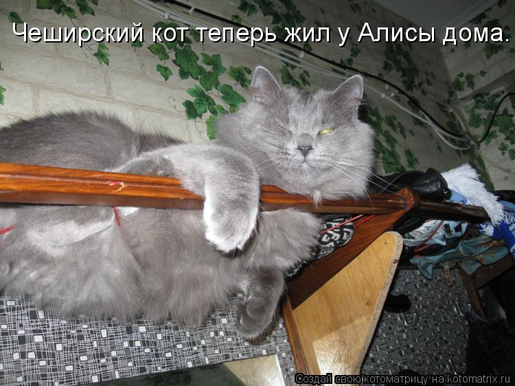 Котоматрица: Чеширский кот теперь жил у Алисы дома.