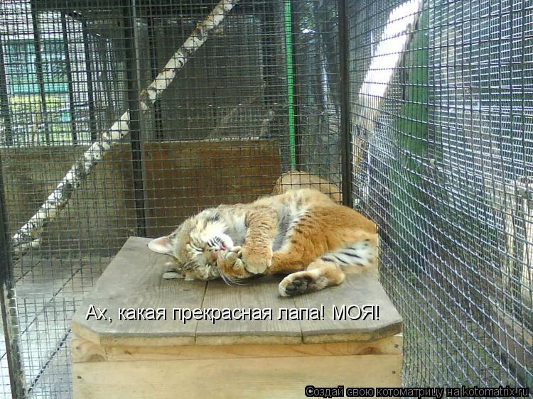 Ах, какая прекрасная лапа! МОЯ!... Котоматрица: Ах, какая прекрасная лапа! МОЯ!