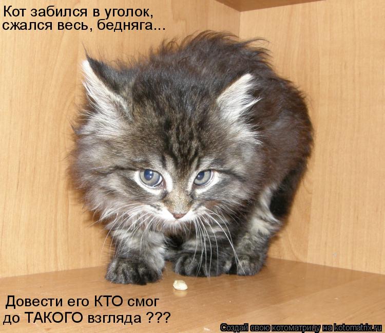 Кот забился в уголок, Довести его КТО смог до ТАКОГО взгляда ??? сжался весь, бедняга...... Котоматрица: Кот забился в уголок, Довести его КТО смог до ТАКОГО взгляда ??? сжался весь, бедняга...