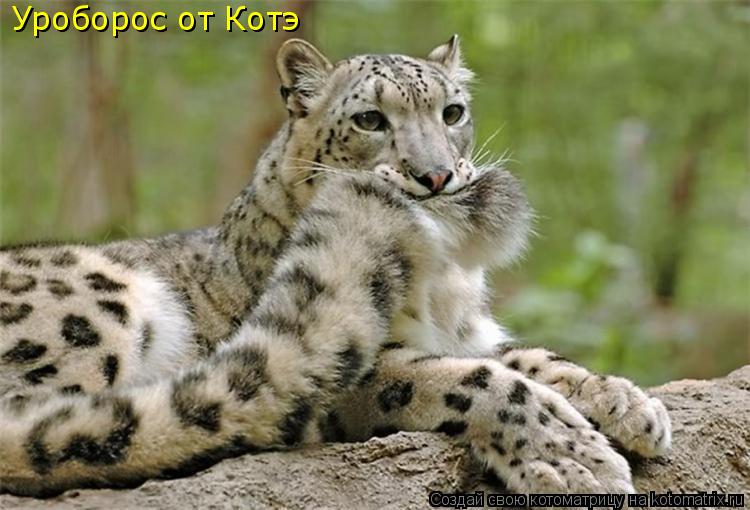 Котоматрица: Уроборос от Котэ