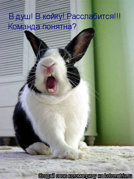 В душ! В койку! Расслабится!!! Команда понятна?... Котоматрица: В душ! В койку! Расслабится!!! Команда понятна?
