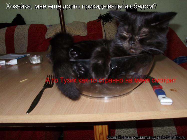 Хозяйка, мне еще долго прикидываться обедом? А то Тузик как-то странно на меня смотрит... Котоматрица: Хозяйка, мне еще долго прикидываться обедом? А то Тузик как-то странно на меня смотрит