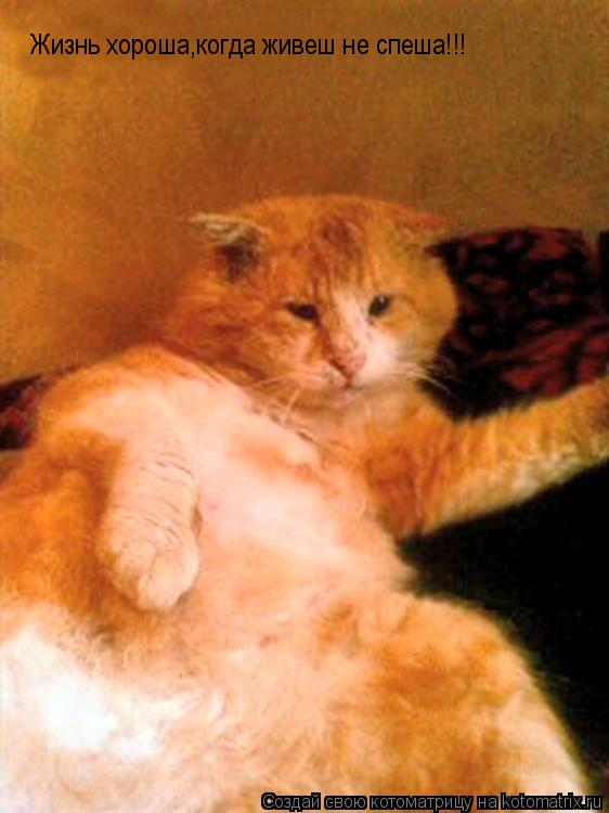 Жизнь хороша,когда живеш не спеша!!!... Котоматрица: Жизнь хороша,когда живеш не спеша!!!