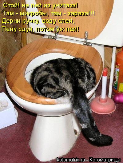Стой! не пей из унитаза! Там - микробы, там - зараза!!! Дерни ручку, воду слей, Пену сдуй, потом уж п... Котоматрица: Стой! не пей из унитаза! Там - микробы, там - зараза!!! Дерни ручку, воду слей, Пену сдуй, потом уж пей!