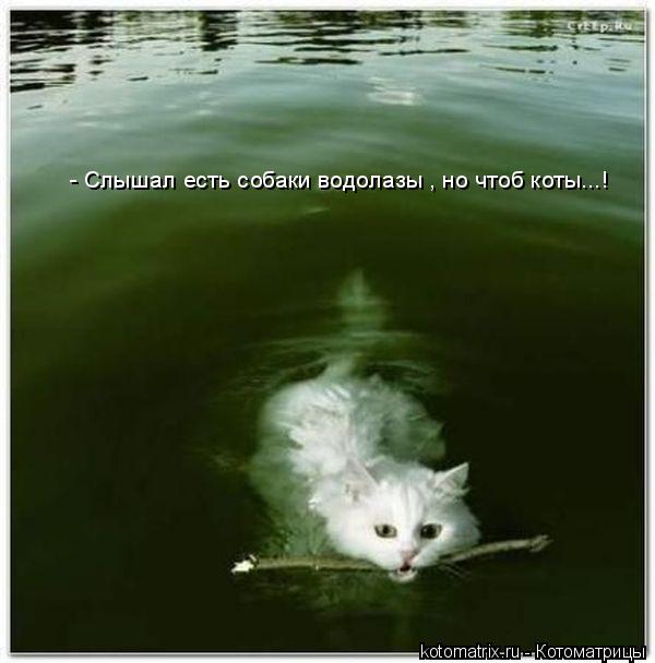 - Слышал есть собаки водолазы , но чтоб коты...!... Котоматрица: - Слышал есть собаки водолазы , но чтоб коты...!