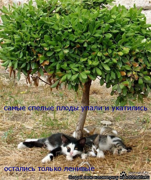 самые спелые плоды упали и укатились остались только ленивые... Котоматрица: самые спелые плоды упали и укатились остались только ленивые