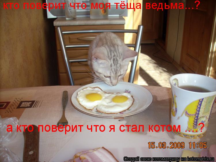 а кто поверит что я стал котом ....? кто поверит что моя тёща ведьма...?... Котоматрица: а кто поверит что я стал котом ....? кто поверит что моя тёща ведьма...?