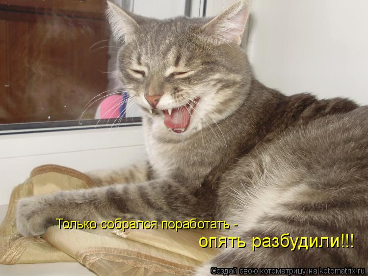Только собрался поработать - опять разбудили!!!... Котоматрица: Только собрался поработать - опять разбудили!!!