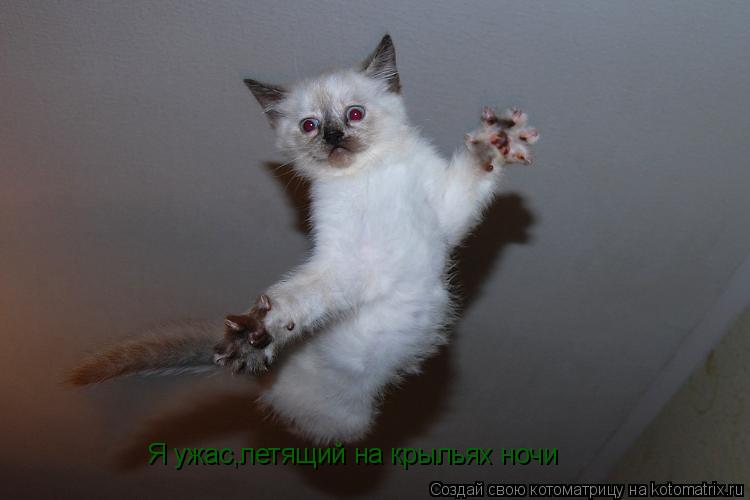 Я ужас,летящий на крыльях ночи... Котоматрица: Я ужас,летящий на крыльях ночи