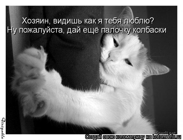 Хозяин, видишь как я тебя люблю? Ну пожалуйста, дай ещё палочку колбаски... Котоматрица: Хозяин, видишь как я тебя люблю? Ну пожалуйста, дай ещё палочку колбаски