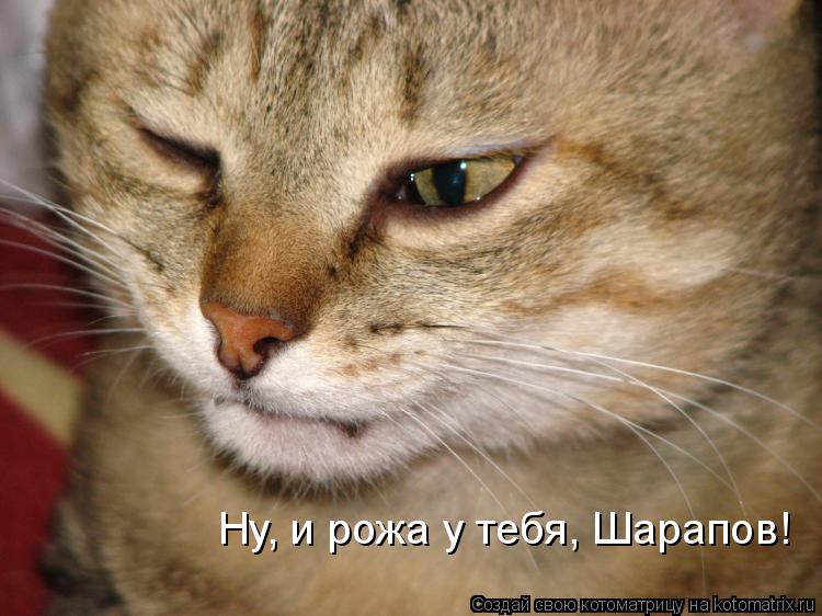 Ну, и рожа у тебя, Шарапов!... Котоматрица: Ну, и рожа у тебя, Шарапов!
