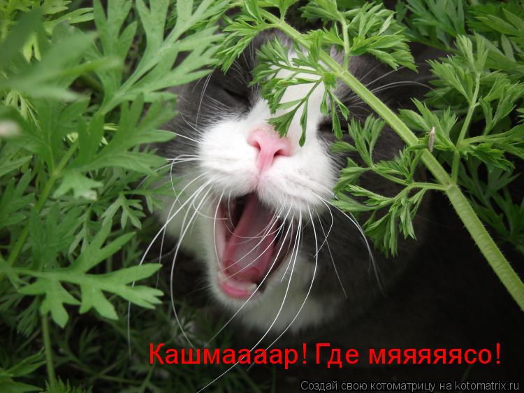 Кашмаааар! Где мяяяяясо!... Котоматрица: Кашмаааар! Где мяяяяясо!