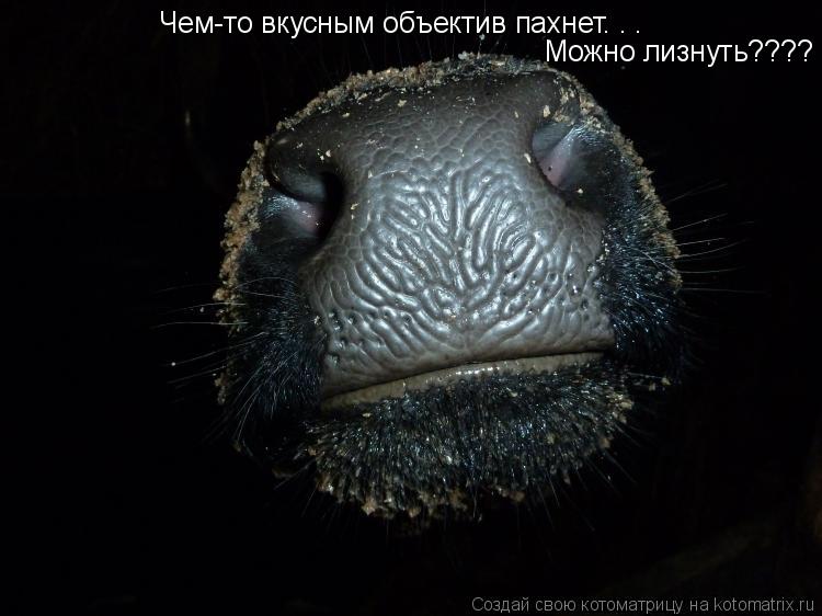 Чем-то вкусным объектив пахнет. . . Можно лизнуть????... Котоматрица: Чем-то вкусным объектив пахнет. . . Можно лизнуть????