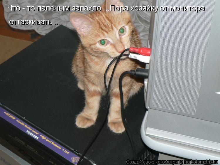 Что - то палёным запахло ...Пора хозяйку от монитора оттаскивать ...... Котоматрица: Что - то палёным запахло ...Пора хозяйку от монитора оттаскивать ...