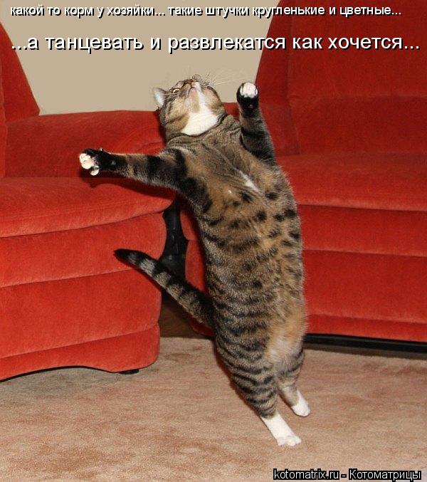 какой то корм у хозяйки... такие штучки кругленькие и цветные... ...а танцевать и развлекатся как хоч... Котоматрица: какой то корм у хозяйки... такие штучки кругленькие и цветные... ...а танцевать и развлекатся как хочется...