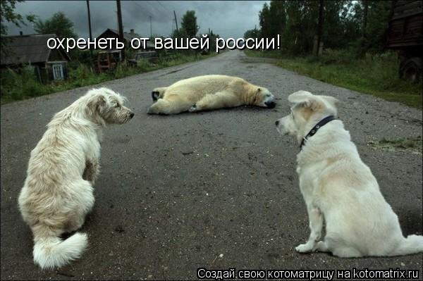 охренеть от вашей россии!... Котоматрица: охренеть от вашей россии!