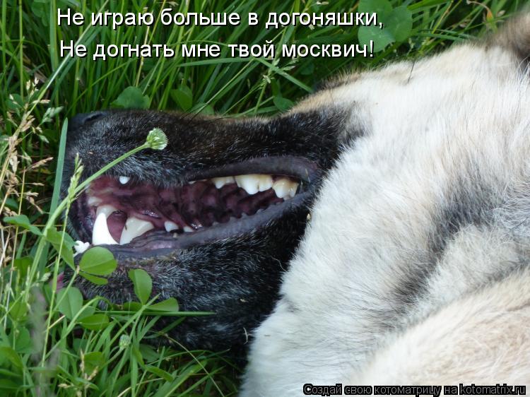 Не играю больше в догоняшки, Не догнать мне твой москвич!... Котоматрица: Не играю больше в догоняшки, Не догнать мне твой москвич!