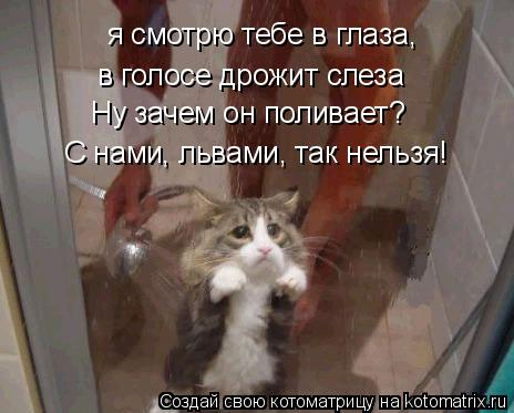 я смотрю тебе в глаза, в голосе дрожит слеза Ну зачем он поливает? С нами, львами, так нельзя!... Котоматрица: я смотрю тебе в глаза, в голосе дрожит слеза Ну зачем он поливает? С нами, львами, так нельзя!