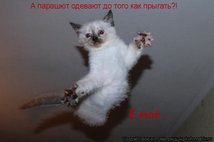 А парашют одевают до того как прыгать?! Е моё..... Котоматрица: А парашют одевают до того как прыгать?! Е моё..