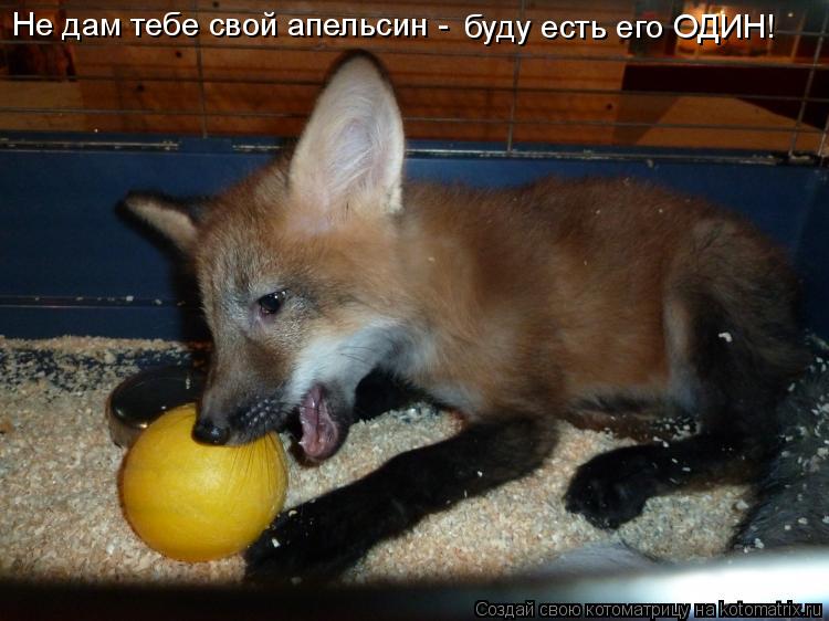 Не дам тебе свой апельсин - буду есть его ОДИН!... Котоматрица: Не дам тебе свой апельсин - буду есть его ОДИН!