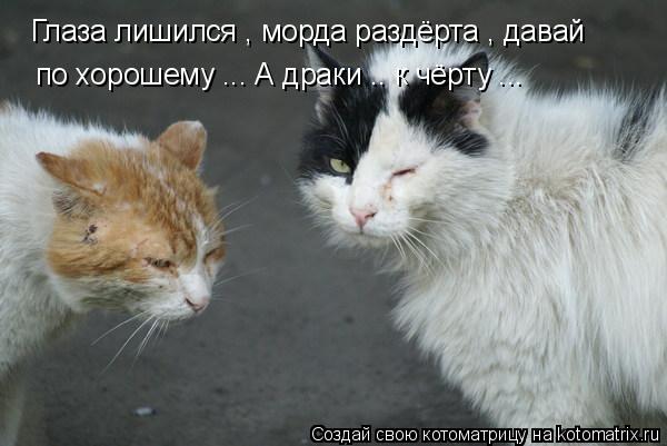 Глаза лишился , морда раздёрта , давай по хорошему ... А драки .. к чёрту ...... Котоматрица: Глаза лишился , морда раздёрта , давай по хорошему ... А драки .. к чёрту ...