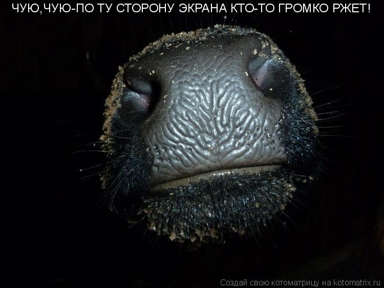 ЧУЮ,ЧУЮ-ПО ТУ СТОРОНУ ЭКРАНА КТО-ТО ГРОМКО РЖЕТ!... Котоматрица: ЧУЮ,ЧУЮ-ПО ТУ СТОРОНУ ЭКРАНА КТО-ТО ГРОМКО РЖЕТ!