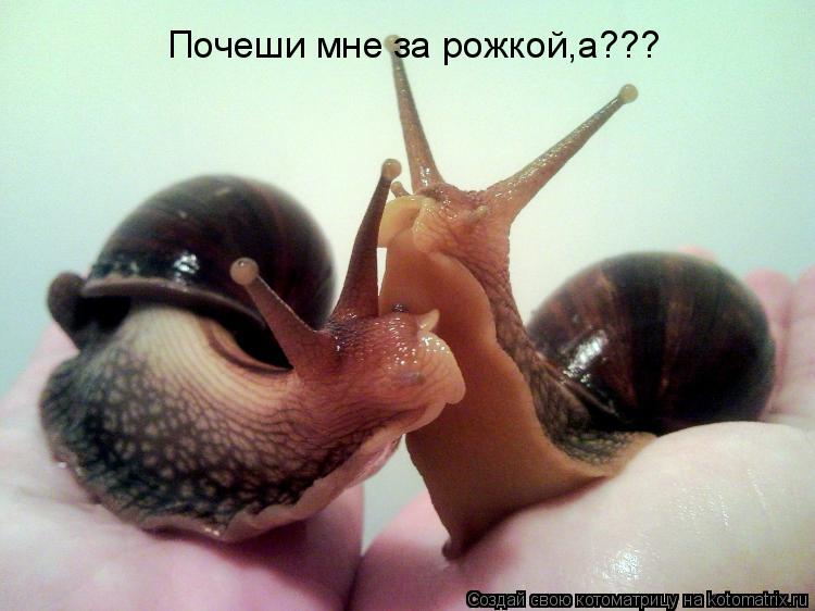 Почеши мне за рожкой,а???... Котоматрица: Почеши мне за рожкой,а???