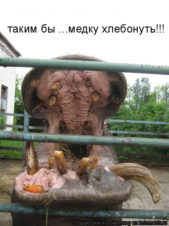 таким бы ...медку хлебонуть!!!... Котоматрица: таким бы ...медку хлебонуть!!!
