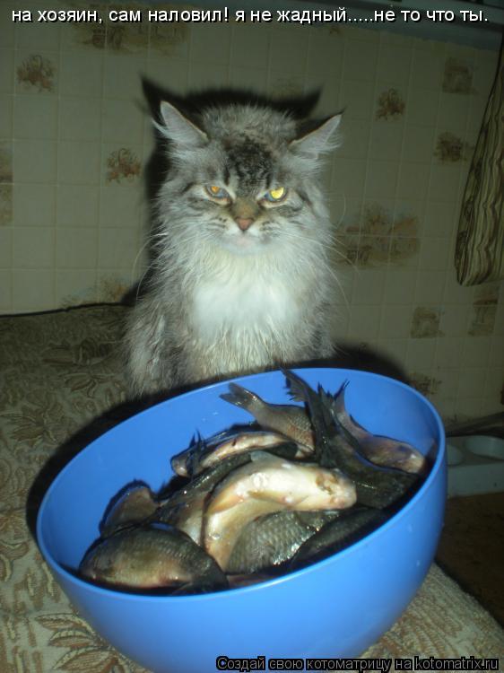 на хозяин, сам наловил! я не жадный.....не то что ты.... Котоматрица: на хозяин, сам наловил! я не жадный.....не то что ты.