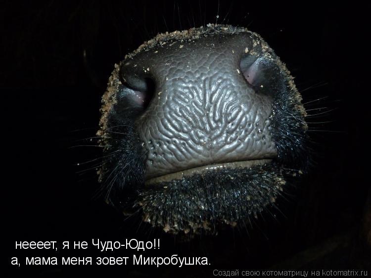 ******* ******* а, мама меня зовет Микробушка. неееет, я не Чудо-Юдо!!... Котоматрица: ******* ******* а, мама меня зовет Микробушка. неееет, я не Чудо-Юдо!!