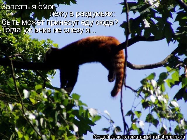 Залезть я смог, лежу в раздумьях: быть может принесут еду сюда? Тогда уж вниз не слезу я...... Котоматрица: Залезть я смог, лежу в раздумьях: быть может принесут еду сюда? Тогда уж вниз не слезу я...