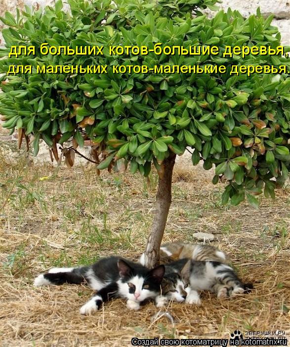 для больших котов-большие деревья, для маленьких котов-маленькие деревья.... Котоматрица: для больших котов-большие деревья, для маленьких котов-маленькие деревья.